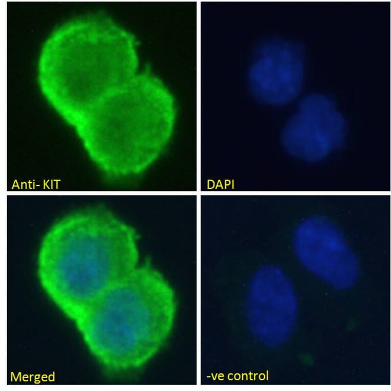 Immunofluorescence - Anti-c-Kit Antibody (A82989) - Antibodies.com