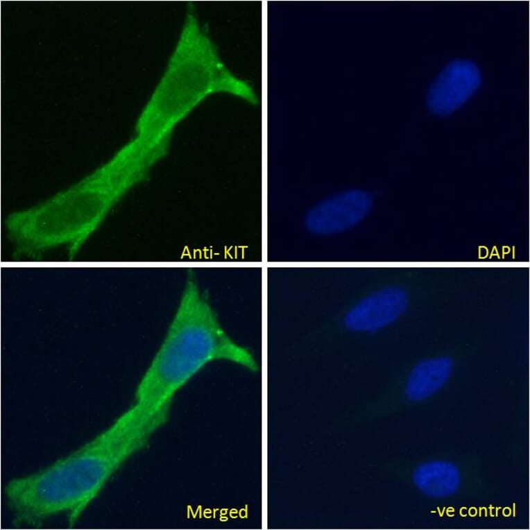 Immunofluorescence - Anti-c-Kit Antibody (A82989) - Antibodies.com