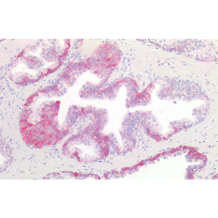 Immunohistochemistry - Anti-c-Kit Antibody (A82989) - Antibodies.com