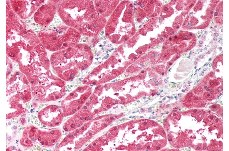 Immunohistochemistry - Anti-Ketohexokinase Antibody (A82990) - Antibodies.com