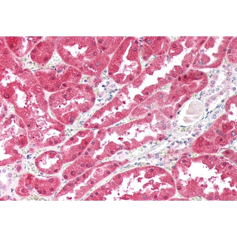 Immunohistochemistry - Anti-Ketohexokinase Antibody (A82990) - Antibodies.com