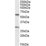 Western Blot - Anti-KCNQ1 Antibody (A82991) - Antibodies.com
