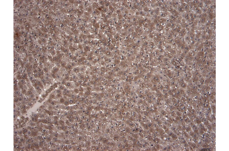 Immunohistochemistry - Anti-KCNQ1 Antibody (A82991) - Antibodies.com