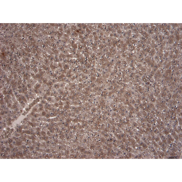 Immunohistochemistry - Anti-KCNQ1 Antibody (A82991) - Antibodies.com