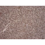 Immunohistochemistry - Anti-KCNQ1 Antibody (A82991) - Antibodies.com