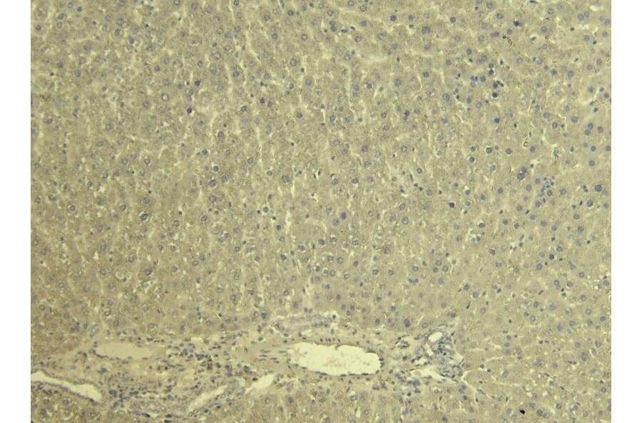 Immunohistochemistry - Anti-KCNQ1 Antibody (A82991) - Antibodies.com