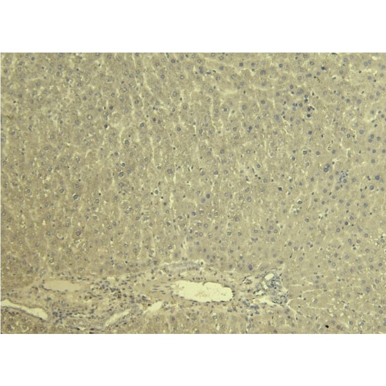 Immunohistochemistry - Anti-KCNQ1 Antibody (A82991) - Antibodies.com