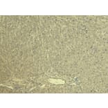 Immunohistochemistry - Anti-KCNQ1 Antibody (A82991) - Antibodies.com