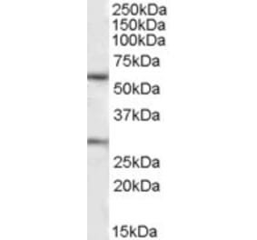 Western Blot - Anti-KCNQ1 Antibody (A82991) - Antibodies.com