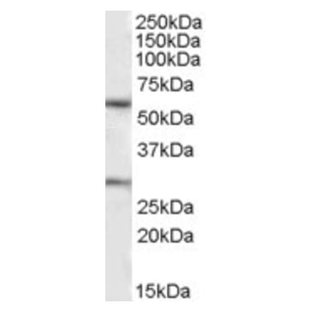 Western Blot - Anti-KCNQ1 Antibody (A82991) - Antibodies.com