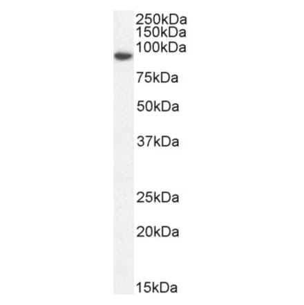 Western Blot - Anti-Gelsolin Antibody (A82992) - Antibodies.com