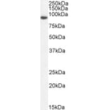 Western Blot - Anti-Gelsolin Antibody (A82992) - Antibodies.com