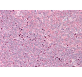 Immunohistochemistry - Anti-GRASP1 Antibody (A82997) - Antibodies.com