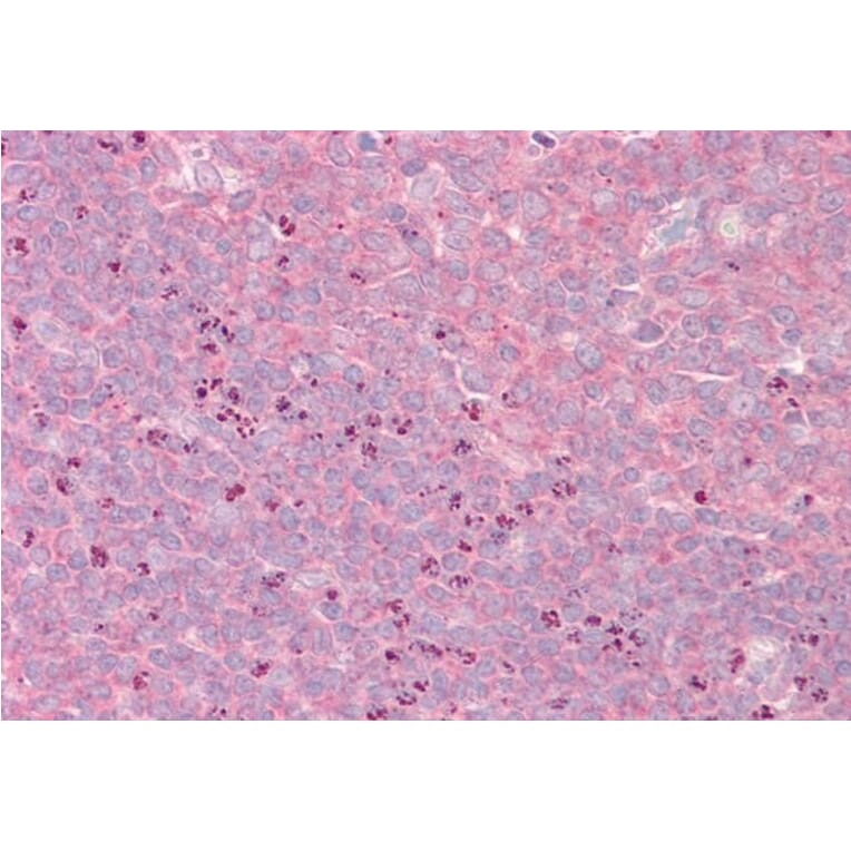 Immunohistochemistry - Anti-GRASP1 Antibody (A82997) - Antibodies.com