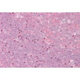 Immunohistochemistry - Anti-GRASP1 Antibody (A82997) - Antibodies.com