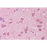 Immunohistochemistry - Anti-GRASP1 Antibody (A82997) - Antibodies.com