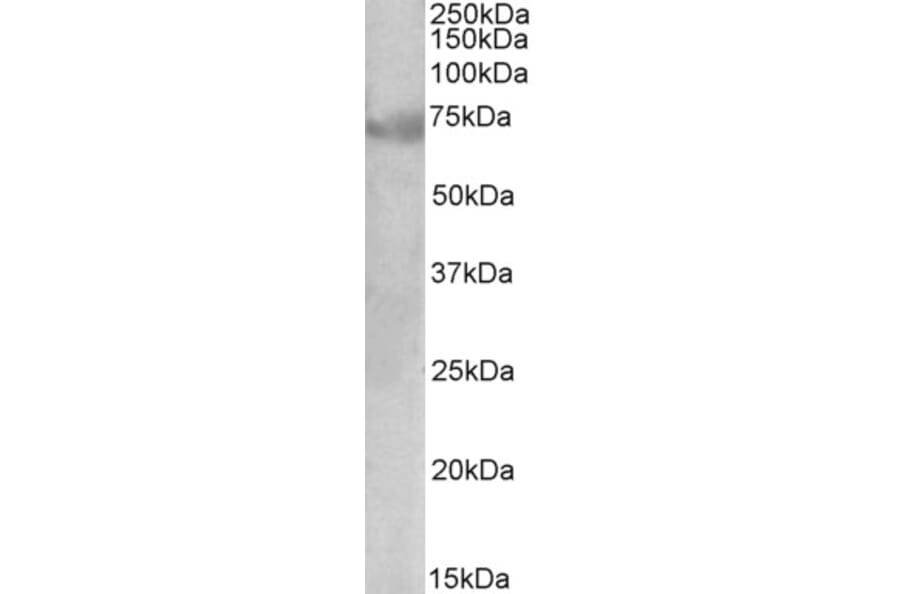 Western Blot - Anti-DMTF1 Antibody (A82998) - Antibodies.com