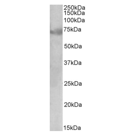 Western Blot - Anti-DMTF1 Antibody (A82998) - Antibodies.com