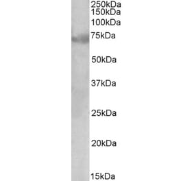 Western Blot - Anti-DMTF1 Antibody (A82998) - Antibodies.com