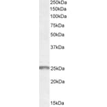Western Blot - Anti-Synaptogyrin 2 Antibody (A82999) - Antibodies.com