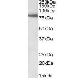 Western Blot - Anti-BBS7 Antibody (A83000) - Antibodies.com