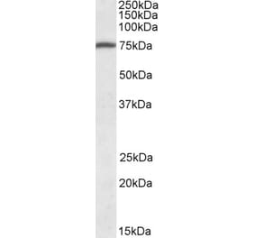 Western Blot - Anti-Kindlin-3 Antibody (A83001) - Antibodies.com