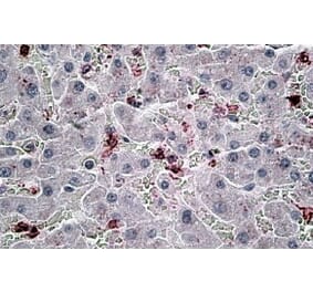 Immunohistochemistry - Anti-CCL20 Antibody (A83004) - Antibodies.com