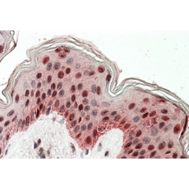 Immunohistochemistry - Anti-TIAL1 + TIA Antibody (A83006) - Antibodies.com