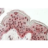 Immunohistochemistry - Anti-TIAL1 + TIA Antibody (A83006) - Antibodies.com
