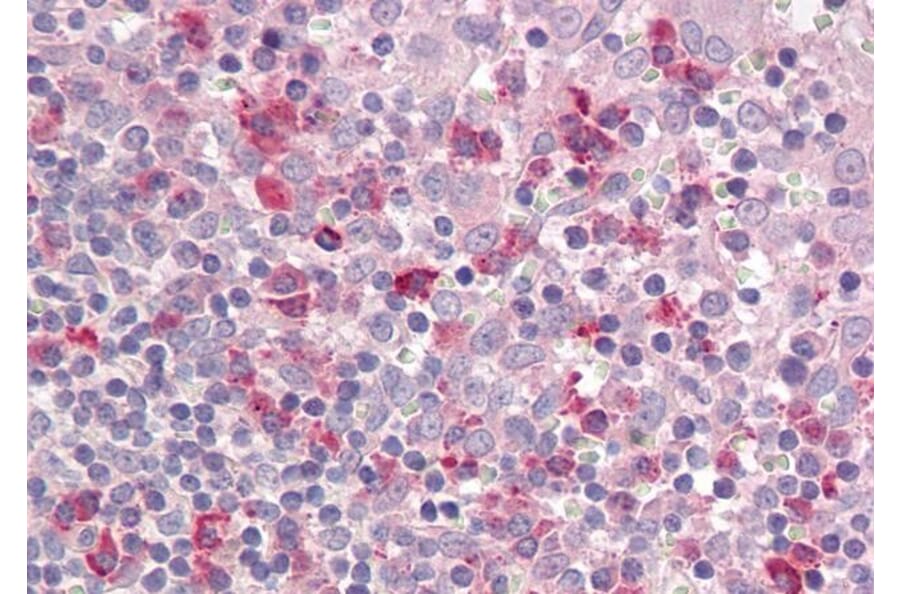 Immunohistochemistry - Anti-LAIR1 Antibody (A83007) - Antibodies.com
