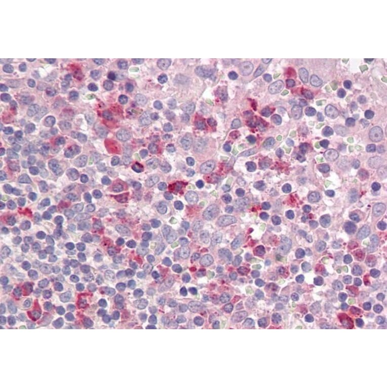 Immunohistochemistry - Anti-LAIR1 Antibody (A83007) - Antibodies.com
