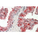Immunohistochemistry - Anti-PAP Antibody (A83009) - Antibodies.com