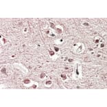 Immunohistochemistry - Anti-GRM2 Antibody (A83011) - Antibodies.com