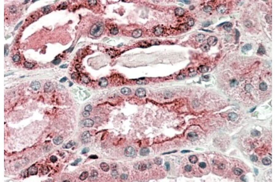 Immunohistochemistry - Anti-GGCX Antibody (A83012) - Antibodies.com