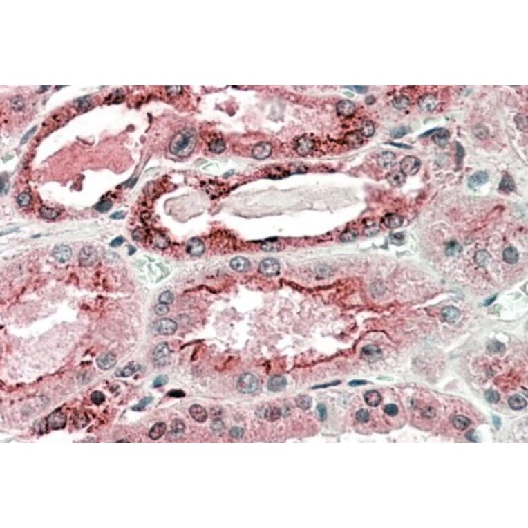 Immunohistochemistry - Anti-GGCX Antibody (A83012) - Antibodies.com