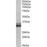 Western Blot - Anti-ETFA Antibody (A83013) - Antibodies.com