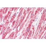 Immunohistochemistry - Anti-ETFA Antibody (A83013) - Antibodies.com