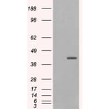 Western Blot - Anti-GIPC1 Antibody (A83014) - Antibodies.com