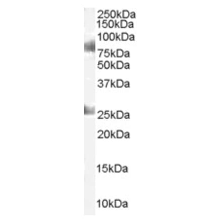 Western Blot - Anti-CDYL Antibody (A83015) - Antibodies.com