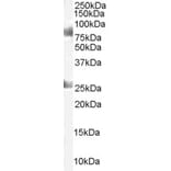 Western Blot - Anti-CDYL Antibody (A83015) - Antibodies.com
