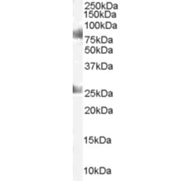 Western Blot - Anti-CDYL Antibody (A83015) - Antibodies.com