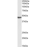 Western Blot - Anti-GNAS Antibody (A83016) - Antibodies.com