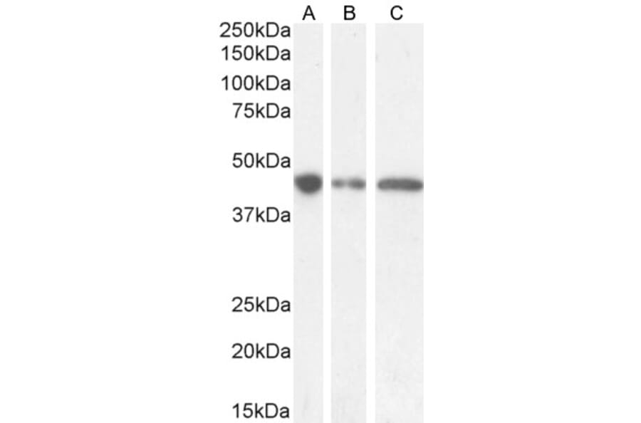 Western Blot - Anti-GNAS Antibody (A83016) - Antibodies.com