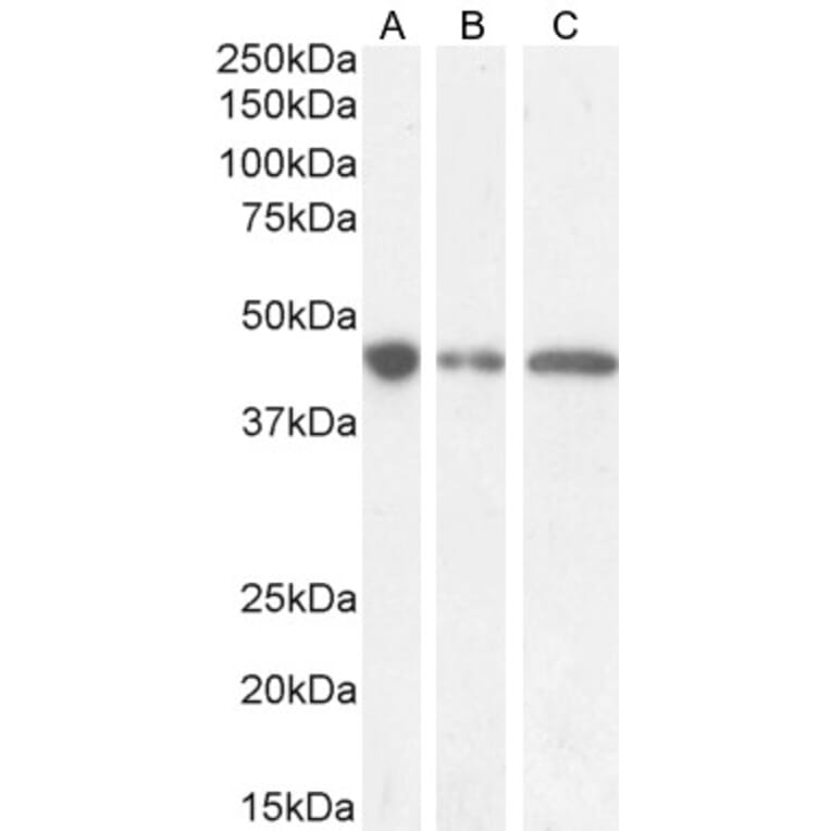 Western Blot - Anti-GNAS Antibody (A83016) - Antibodies.com