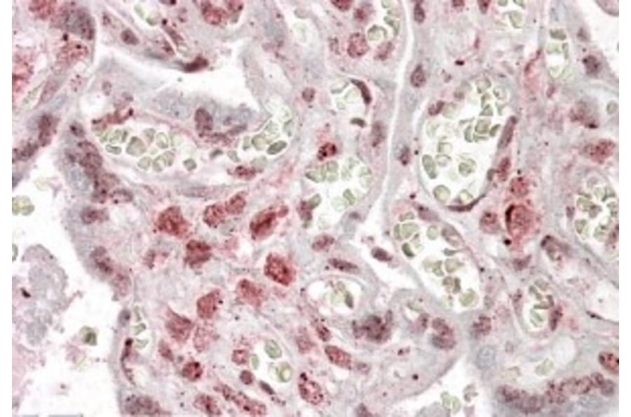 Immunohistochemistry - Anti-MLX Antibody (A83019) - Antibodies.com