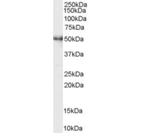 Western Blot - Anti-MST4 Antibody (A83022) - Antibodies.com