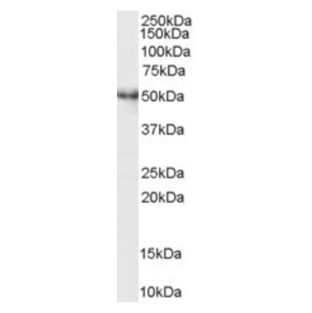 Western Blot - Anti-MST4 Antibody (A83022) - Antibodies.com