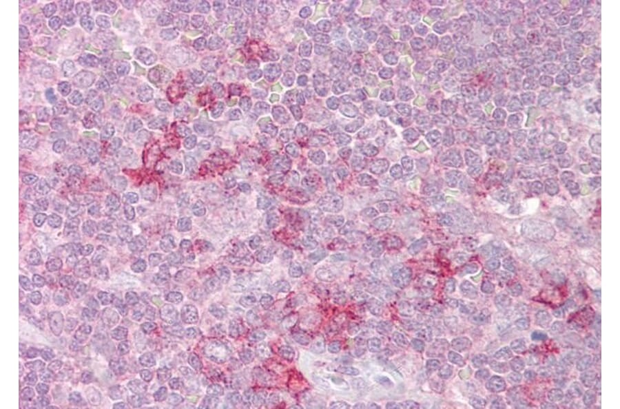 Immunohistochemistry - Anti-MST4 Antibody (A83022) - Antibodies.com