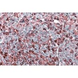 Immunohistochemistry - Anti-NFAT1 Antibody (A83024) - Antibodies.com