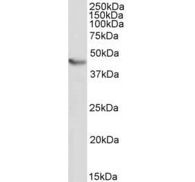 Western Blot - Anti-NKX2-5 Antibody (A83026)
